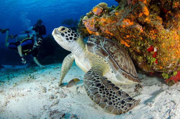 Comment organiser une expédition pour voir les tortues géantes aux Seychelles?