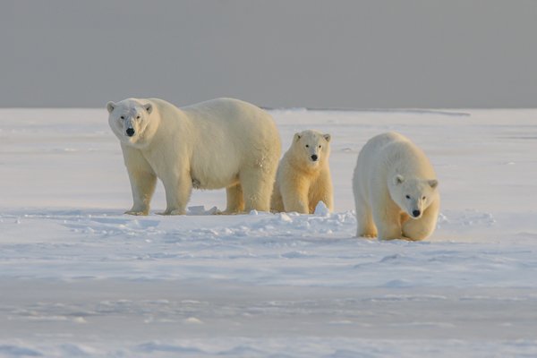 Comment préparer une expédition pour voir les ours polaires dans l'Arctique ?